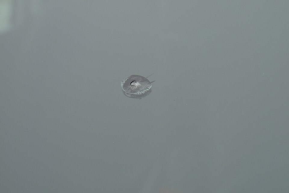 Close view of a stone chip and short cracks in automotive glass